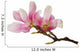 Magnolia Flowers