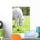 Cheval Et Poney Wall Mural