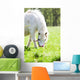 Cheval Et Poney Wall Mural