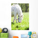 Cheval Et Poney Wall Mural