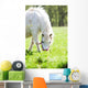 Cheval Et Poney Wall Mural