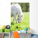Cheval Et Poney Wall Mural