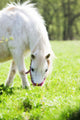 Cheval Et Poney Wall Mural