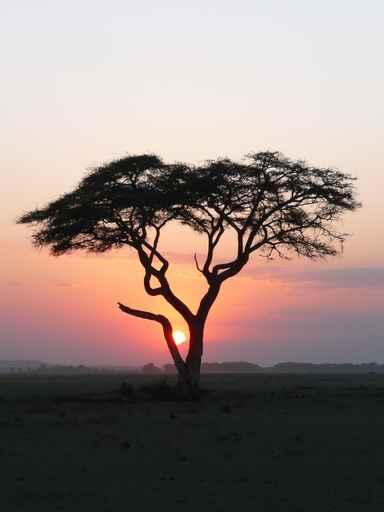 Coucher Soleil Arbre Afrique Wall Decal