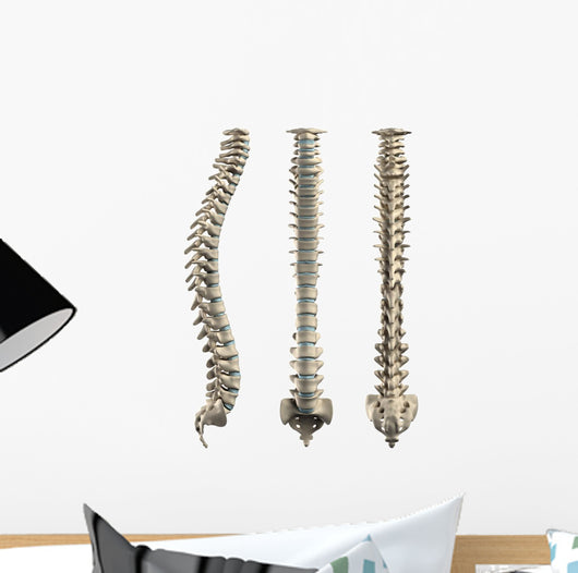 Human Spine With Disc Isolated Wall Decal