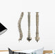 Human Spine With Disc Isolated Wall Decal