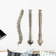 Human Spine With Disc Isolated Wall Decal