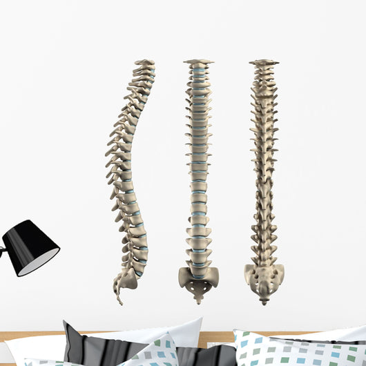 Human Spine With Disc Isolated Wall Decal