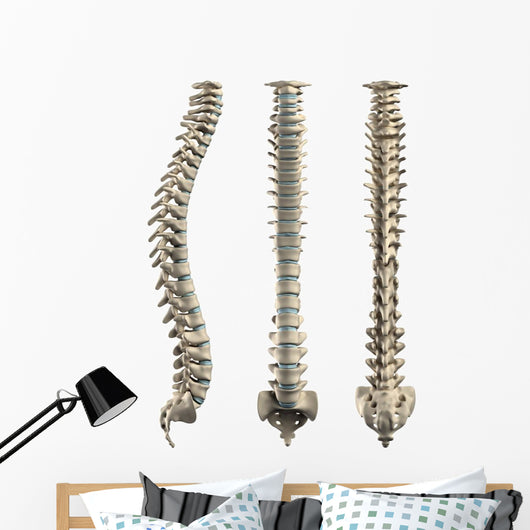 Human Spine With Disc Isolated Wall Decal