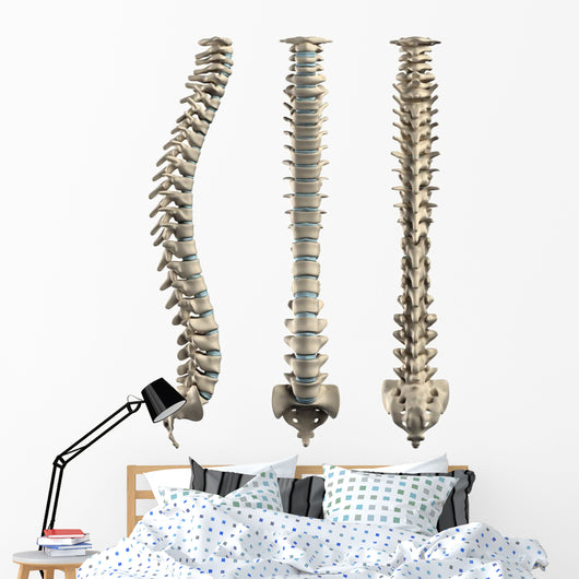 Human Spine With Disc Isolated Wall Decal