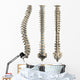 Human Spine With Disc Isolated Wall Decal
