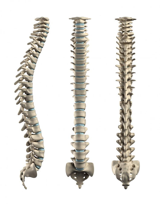 Human Spine With Disc Isolated Wall Decal