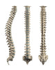 Human Spine With Disc Isolated Wall Decal