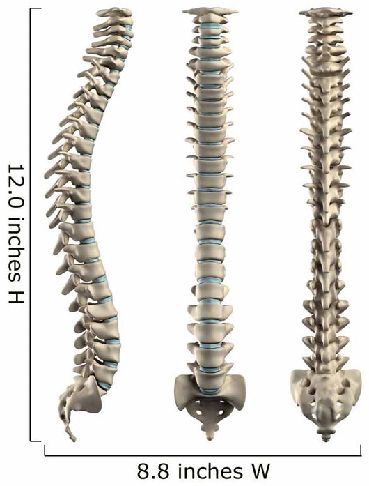 Human Spine With Disc Isolated Wall Decal