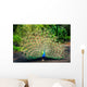 Peacock with Feathers Spread Wall Mural