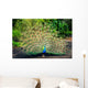 Peacock with Feathers Spread Wall Mural