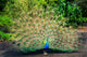 Peacock with Feathers Spread Wall Mural