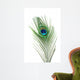 Peacock Feather Wall Mural