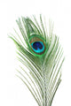 Peacock Feather Wall Mural