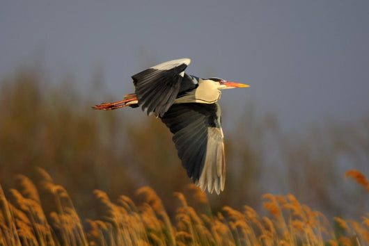 Heron Wall Mural