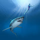 Shark Attack! - 3D render Wall Mural
