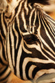 Zebra Wall Mural