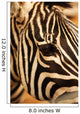 Zebra Wall Mural