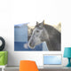 Grey Stallion