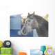Grey Stallion
