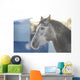 Grey Stallion