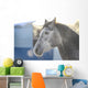 Grey Stallion