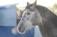 Grey Stallion