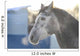 Grey Stallion