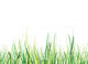 Green Grass Wall Mural