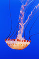 California Monterey Orange Jellyfish Wall Decal 2