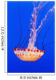 California Monterey Orange Jellyfish Wall Decal 2