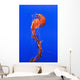 California Monterey Orange Jellyfish Wall Decal 1