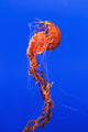 California Monterey Orange Jellyfish Wall Decal 1