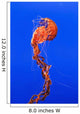California Monterey Orange Jellyfish Wall Decal 1