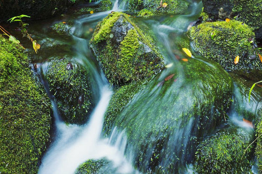 Beautiful Lush Stream Flowing Wall Decal 2