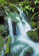 Beautiful Lush Stream Flowing Wall Decal 1