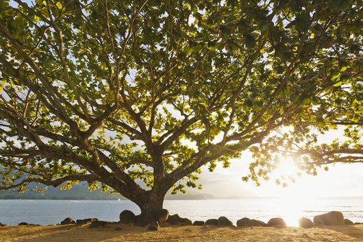 Hawaii Kauai Hanalei Bay Wall Decal 2