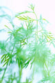 Herbs Wall Mural