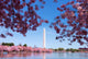 Washington DC Cherry Blossom Wall Mural