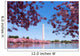 Washington DC Cherry Blossom Wall Mural