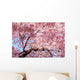 cherry blossom background Wall Mural