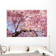 cherry blossom background Wall Mural