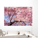 cherry blossom background Wall Mural