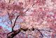 cherry blossom background Wall Mural