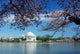 Cherry Blossom Washington DC Wall Mural